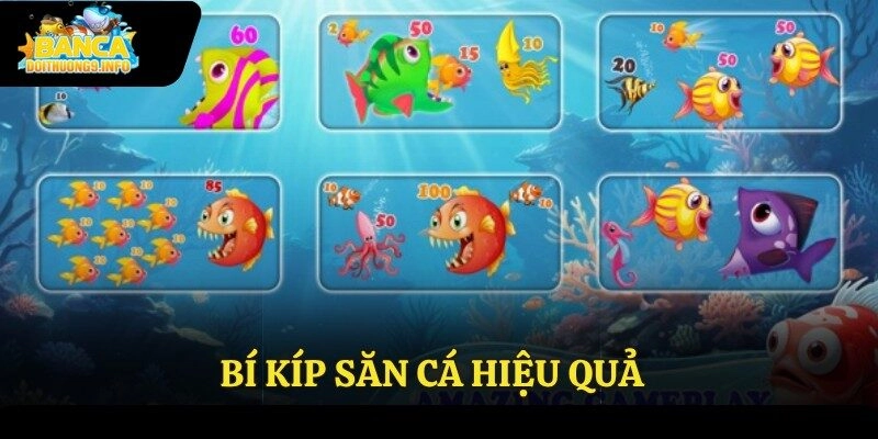 Bí kíp săn cá hiệu quả